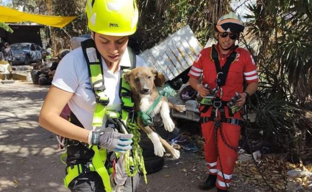 El rescate de animales requiere de un entrenamiento previo | Foto: Facebook Unidad de Rescate y Soporte Vital Animal
