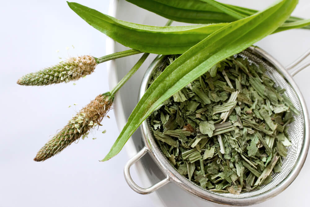 Este es el té que te ayudará a dejar de fumar de forma natural y sin químicos