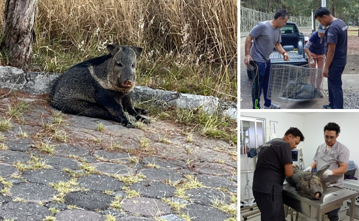 Abogados Animalistas de Puebla e Instituto de Bienestar Animal | Foto: Especial