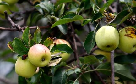 Manzana panochera. ¿Por qué se llama así este ingrediente de los chiles en nogada?