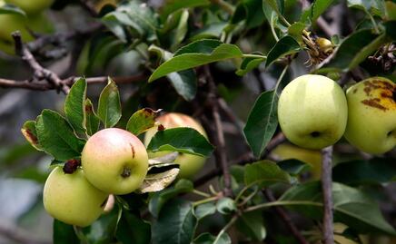 Manzana panochera. ¿Por qué se llama así este ingrediente de los chiles en nogada?