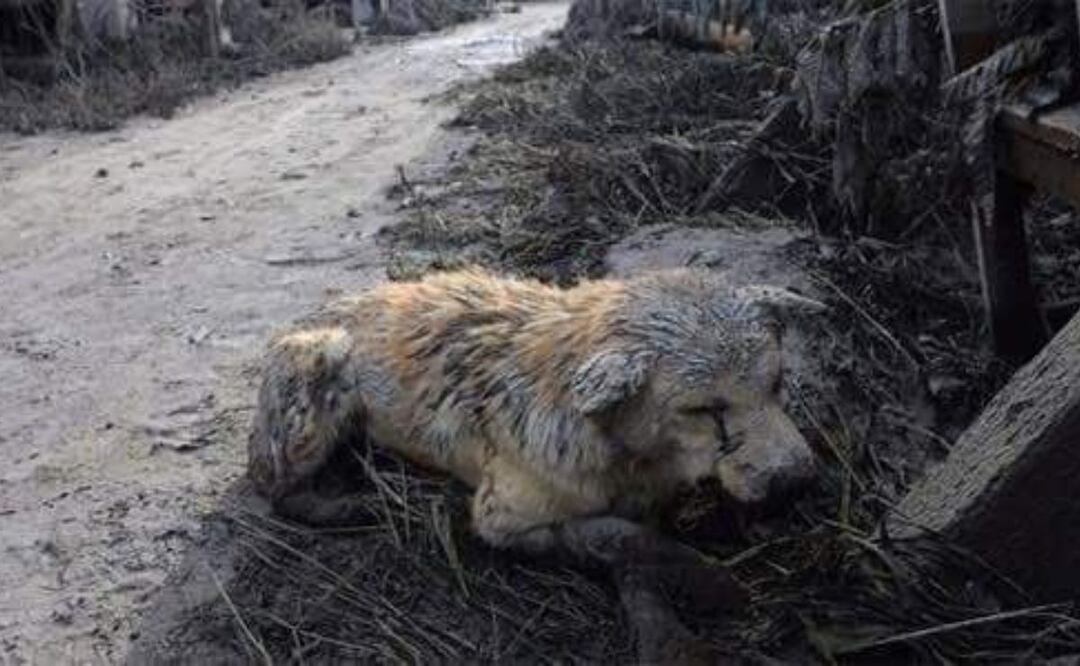 Varios animalitos rescatados y de granja están en riesgo por la caída de ceniza | Foto: Facebook Clínica del Perro Callejero