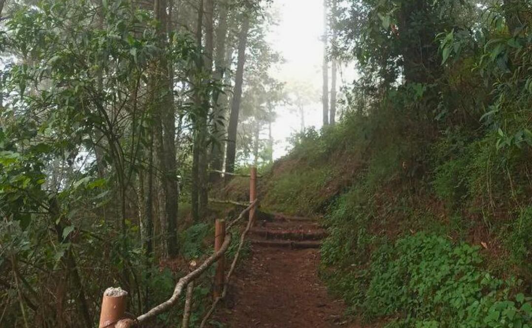 En Puebla hay varios bosques que parecen sacados de un cuento de hadas | Foto: Instagram vale.jar_31