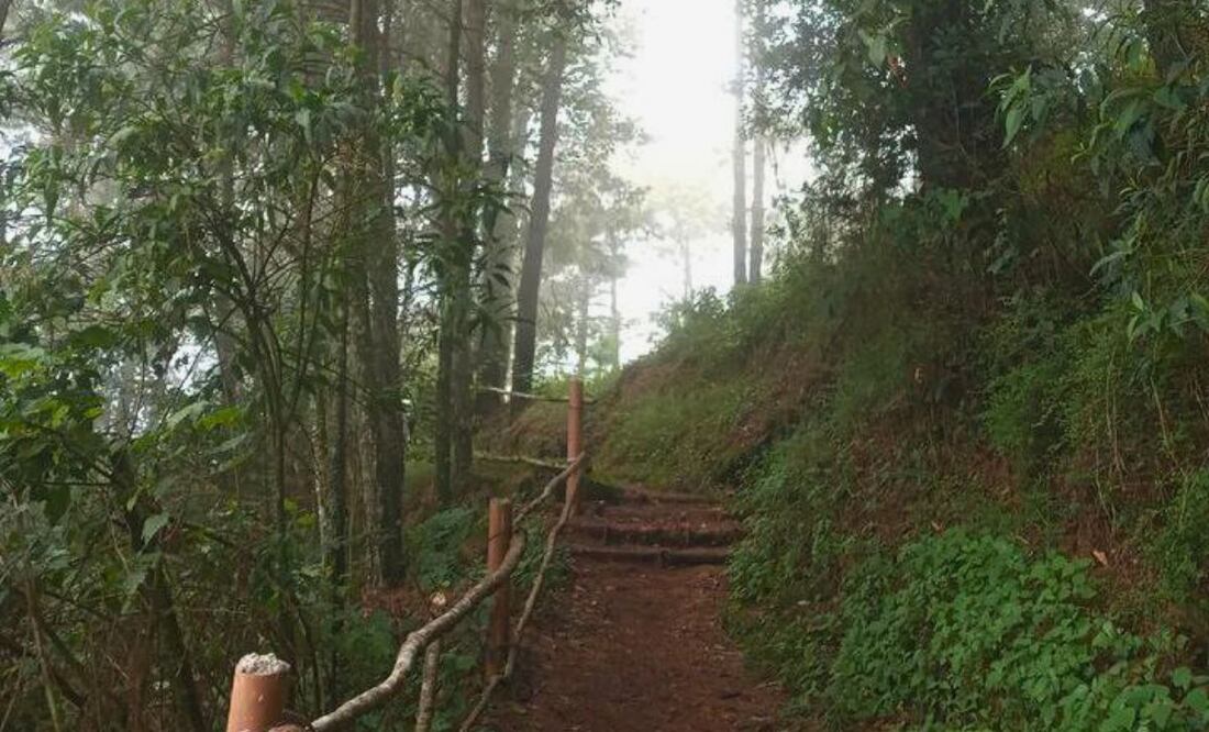 En Puebla hay varios bosques que parecen sacados de un cuento de hadas | Foto: Instagram vale.jar_31
