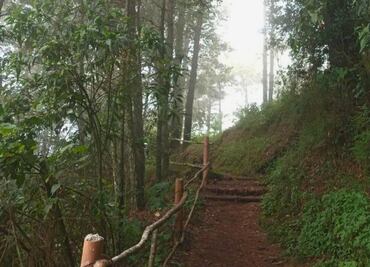 Tres fascinantes bosques de Puebla que te van a enamorar