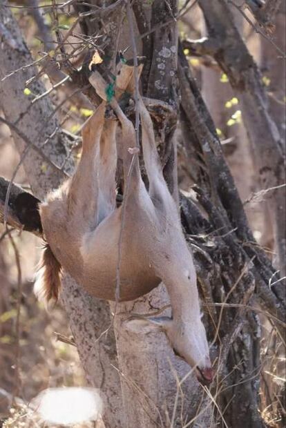Venados de cola blanca son asesinados por cazadores en Jolalpan
