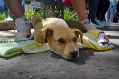 Cómo cuidar a tus mascotas de la caída de ceniza del Popocatépetl