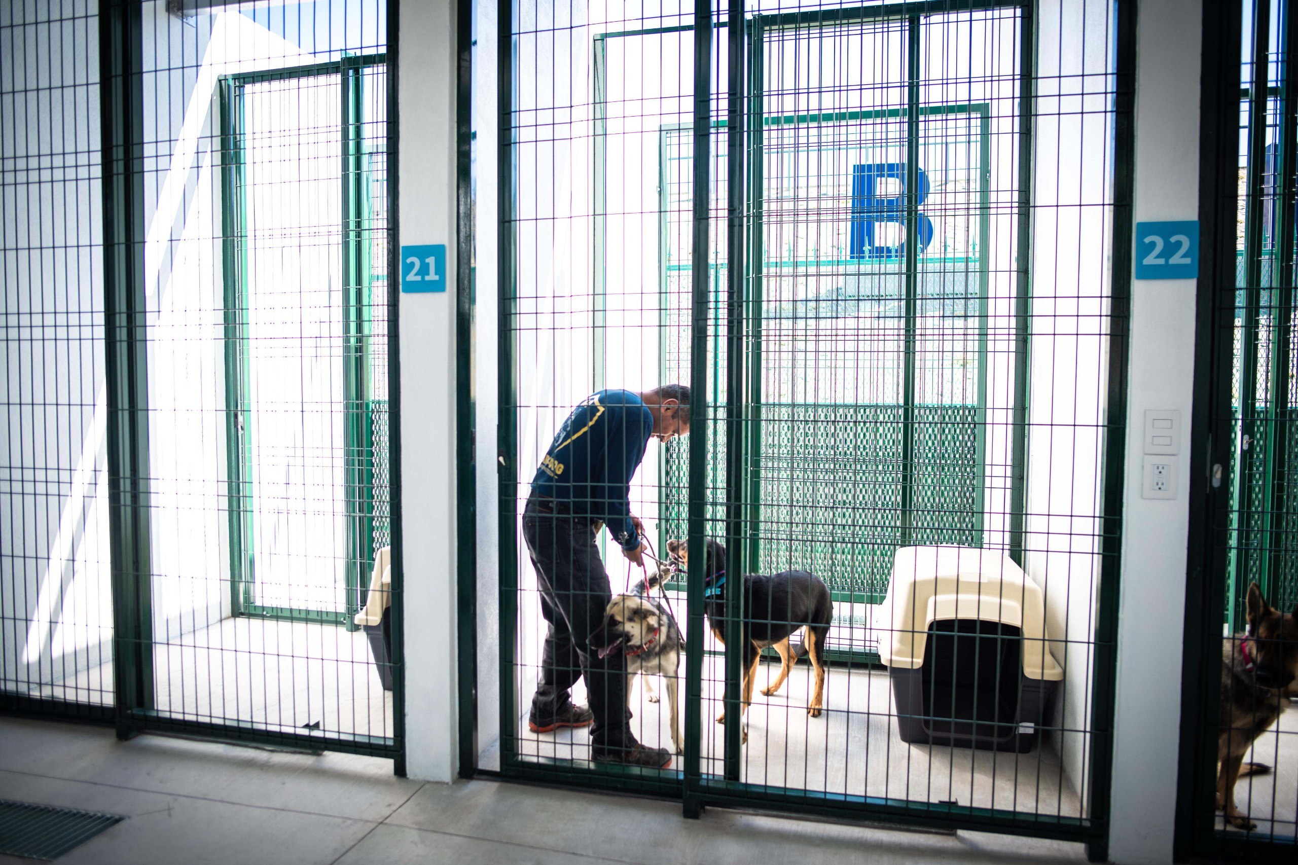 Caninos entrenados en BUAP brindan apoyo emocional | Fotos BUAP