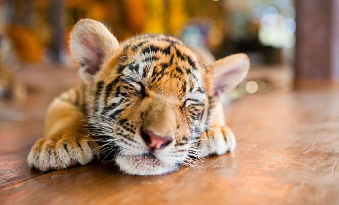 Una mujer se viralizó tras ser captada paseando con un tigre en la ciudad de Puebla | Foto: iStock
