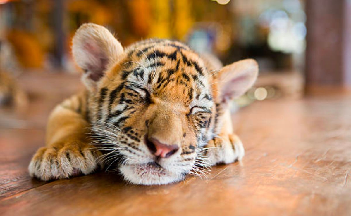¿Me pareció ver un lindo gatito? Captan a mujer paseando cachorro de tigre en Puebla