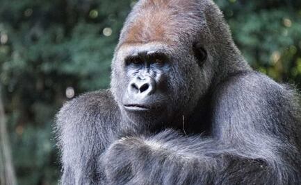 ¿El gorila de Tezontepec, Hidalgo, puede llegar a Puebla?