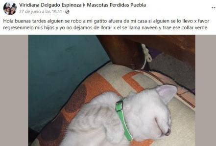 Robo de lomitos y michis en Puebla ¡Alerta!