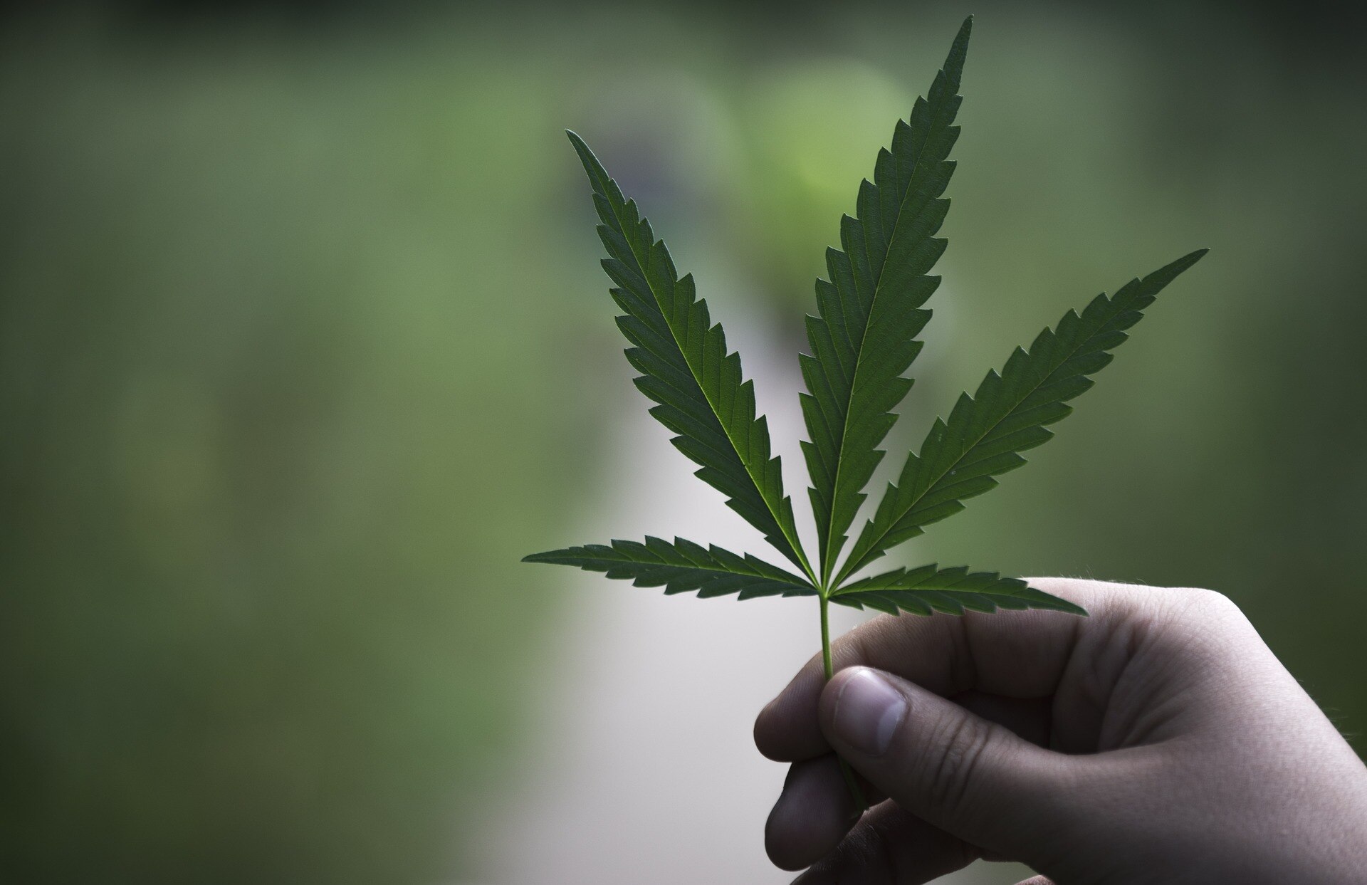 ¿Quieres invertir en la industria del cannabis legal? Buscan a emprendedores pioneros en México