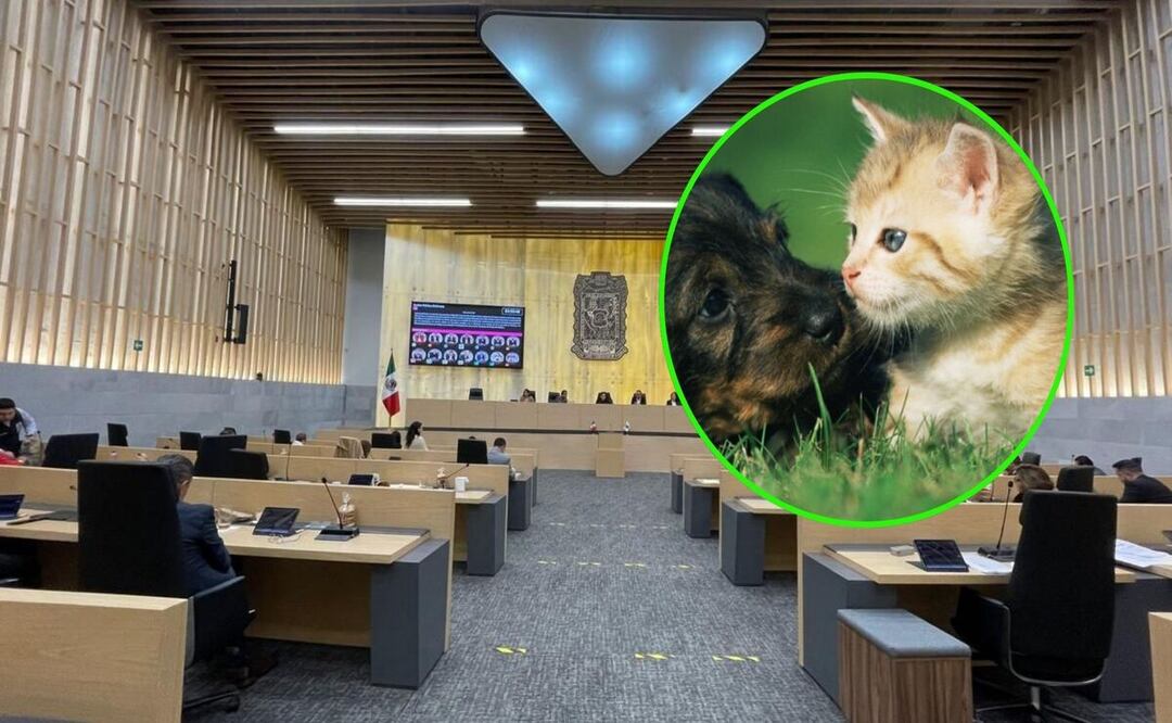 Legisladores enfatizaron la importancia de dejar de normalizar la violencia contra los animales | Foto: Congreso del Estado