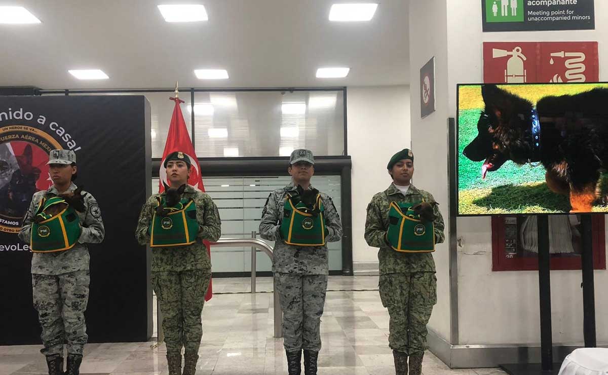 LOMITO RESCATISTA LLEGA DE TURQUÍA