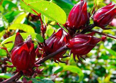 Checa los beneficios por consumir la jamaica que se cultiva en Puebla