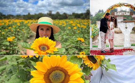 ¿Te lo piensas perder? Se acerca el Primer Festival “Entre Girasoles”
