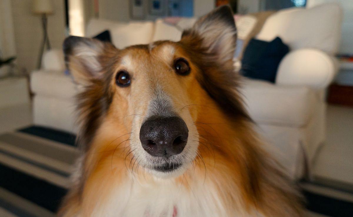 ¿Dónde dejar a tu perro si te vas de vacaciones?