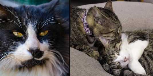 Ayuntamiento de Cholula hostiga a mujer que denunció envenenamiento de gatos