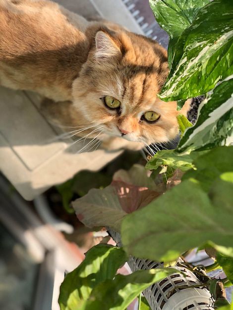 Plantas tóxicas para gatos que debes conocer. Fuente: Freepik.