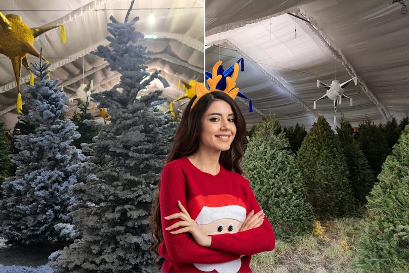 Corta tu árbol de Navidad en Alpinia: costos y todo lo que incluye