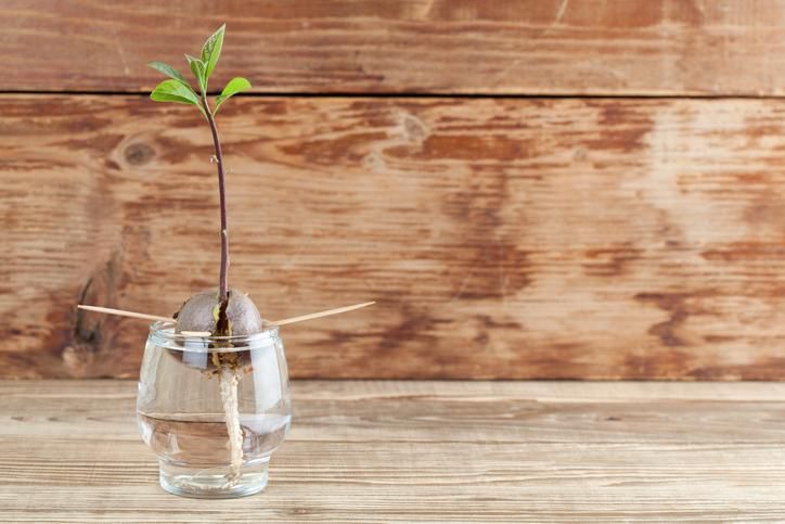 Una planta diferente y original para decorar la terraza o el balcón. Fuente: Freepik.