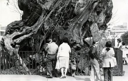 El Árbol de la Noche Triste: el ahuehuete que vendieron a extranjeros