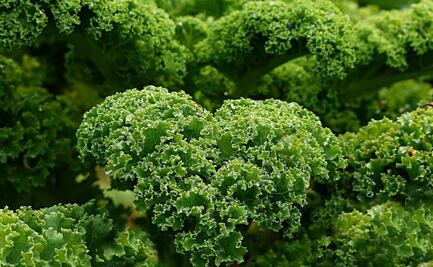 La verdura que previene el cáncer y debes incluir en tus recetas