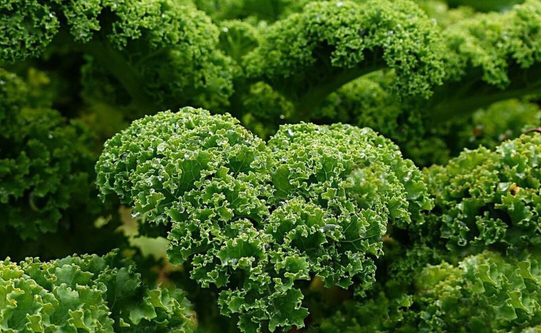 Beneficios para la salud de la Col Rizada. Fuente: Freepik.