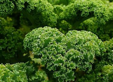 La verdura que previene el cáncer y debes incluir en tus recetas