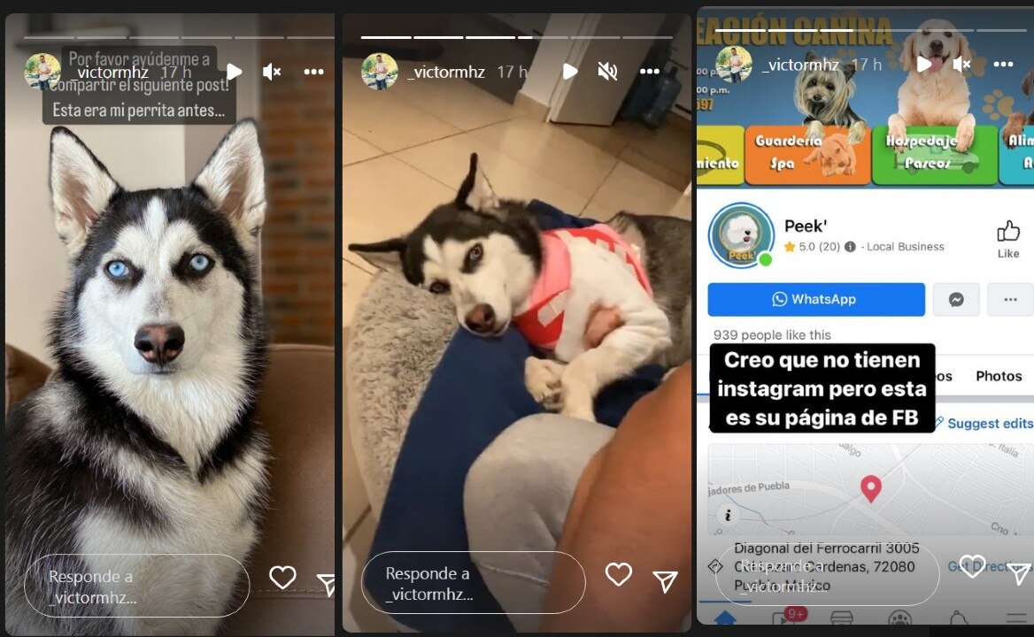 Denuncian a pensión de mascotas en Puebla que entregó a una husky con graves heridas