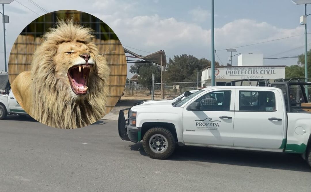 Habitantes de San Francisco Tlacuilohcan reportaron el avistamiento de un león | Gobierno de Yauhquemehcan / Pexels