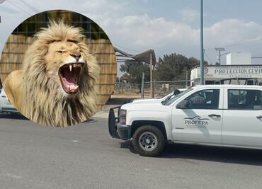 ¿Has visto a un lindo gatito? Reportan león cazando perros en Tlaxcala