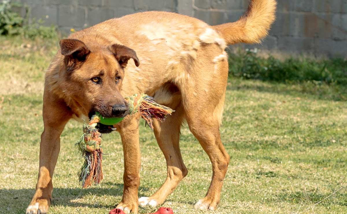 ¿Los Reyes te trajeron un lomito? Por favor, no lo abandones