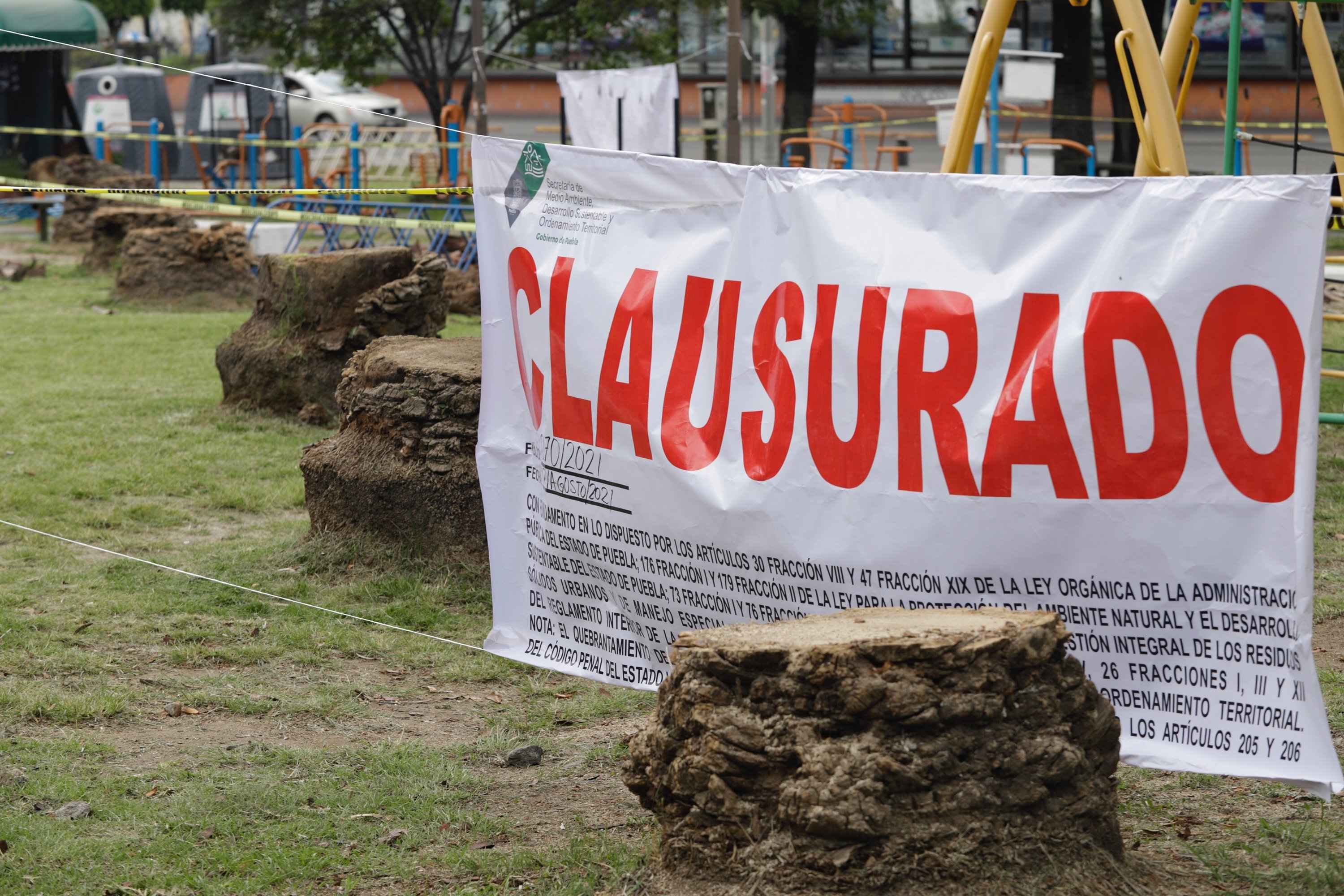 No fue poda, fue joda: expresó Barbosa, sobre tala de palmeras. Ayuntamiento insiste que fue legal