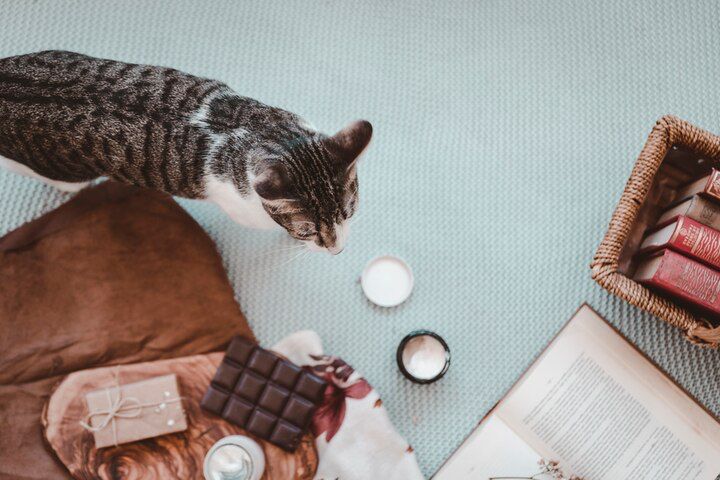Alimentos prohibidos para gatos que debes conocer. Fuente: Freepik.
