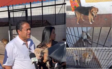 Perritos en Chignahuapan son cuidados y alimentados en el C2, responde alcalde a animalistas