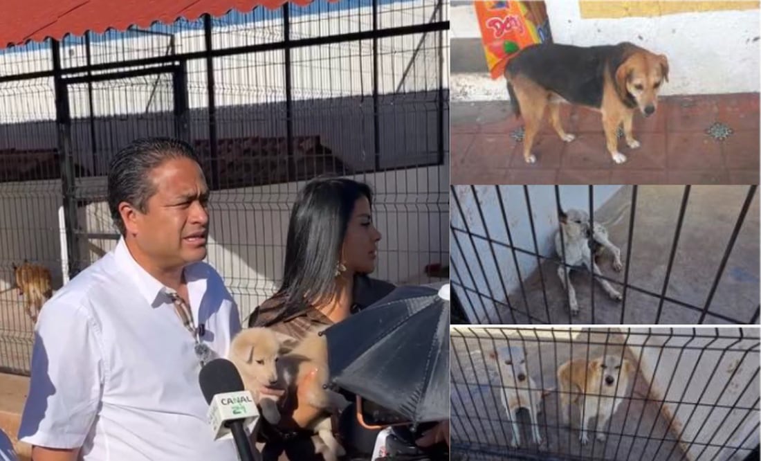 Responden por perros callejeros de Chignahuapan | Foto: Especial/Gobierno Municipal