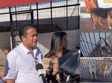 Perritos en Chignahuapan son cuidados y alimentados en el C2, responde alcalde a animalistas