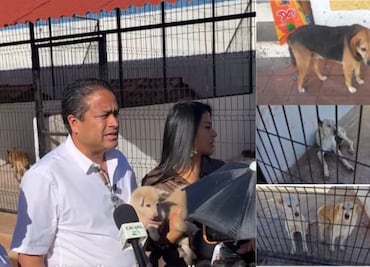 Perritos en Chignahuapan son cuidados y alimentados en el C2, responde alcalde a animalistas