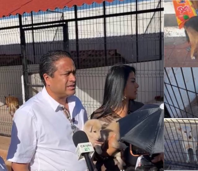 Perritos en Chignahuapan son cuidados y alimentados en el C2, responde alcalde a animalistas