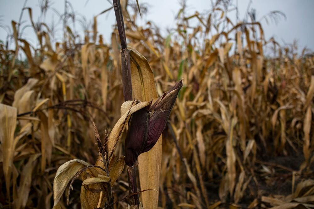 El campo poblano se ha visto afectado por las adversidades del clima | EsImagen para El Universal Puebla