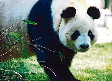 Analizan traer otro panda a la capital