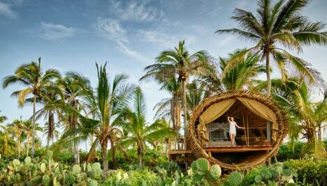 ¿Cuánto tiempo de vida tienen las palmeras?