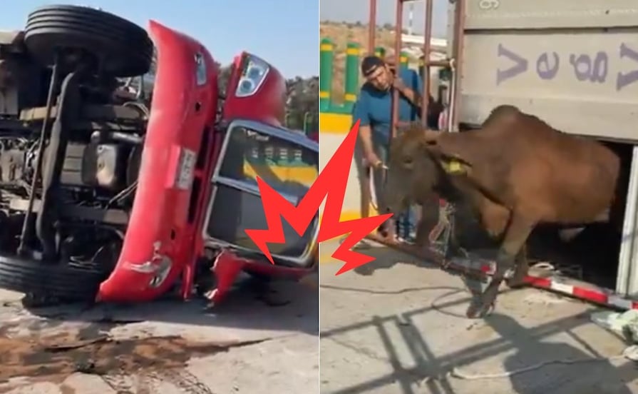 Vuelca trailer con vacas y provoca cierre parcial en la autopista México-Puebla