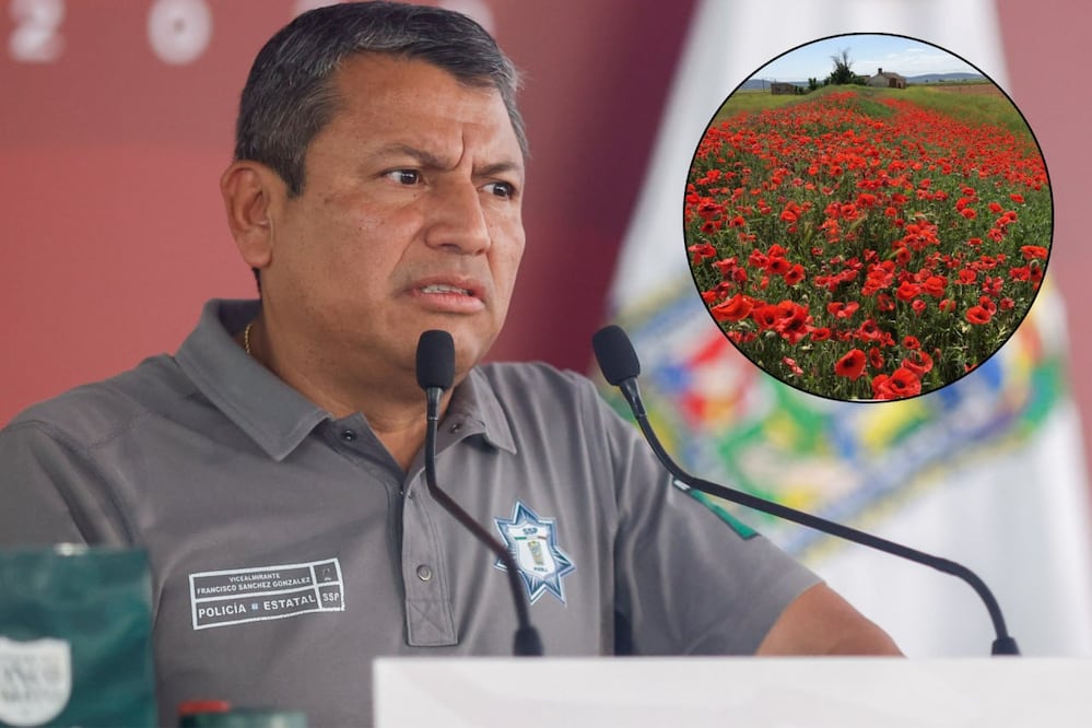 Autoridades localizaron un plantío de amapola en el municipio de Atlixco | Foto: EsImagen / persaflores.com