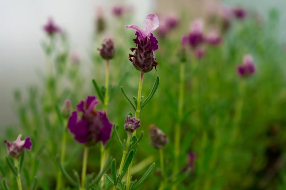 Foto: FB Rancho San Martín