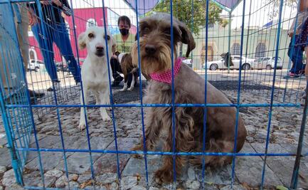 ADOPTAN LOMITOS