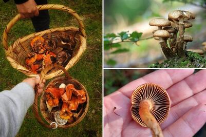 Hongosto en Puebla: descubre los mejores destinos para el turismo de hongos