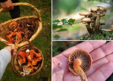 Hongosto en Puebla: descubre los mejores destinos para el turismo de hongos